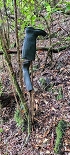 Plants: image 29 Of 208 Thumb